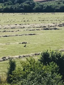 Natururlaub, https://auszeit-france.fr/, Urlaub in Frankreich